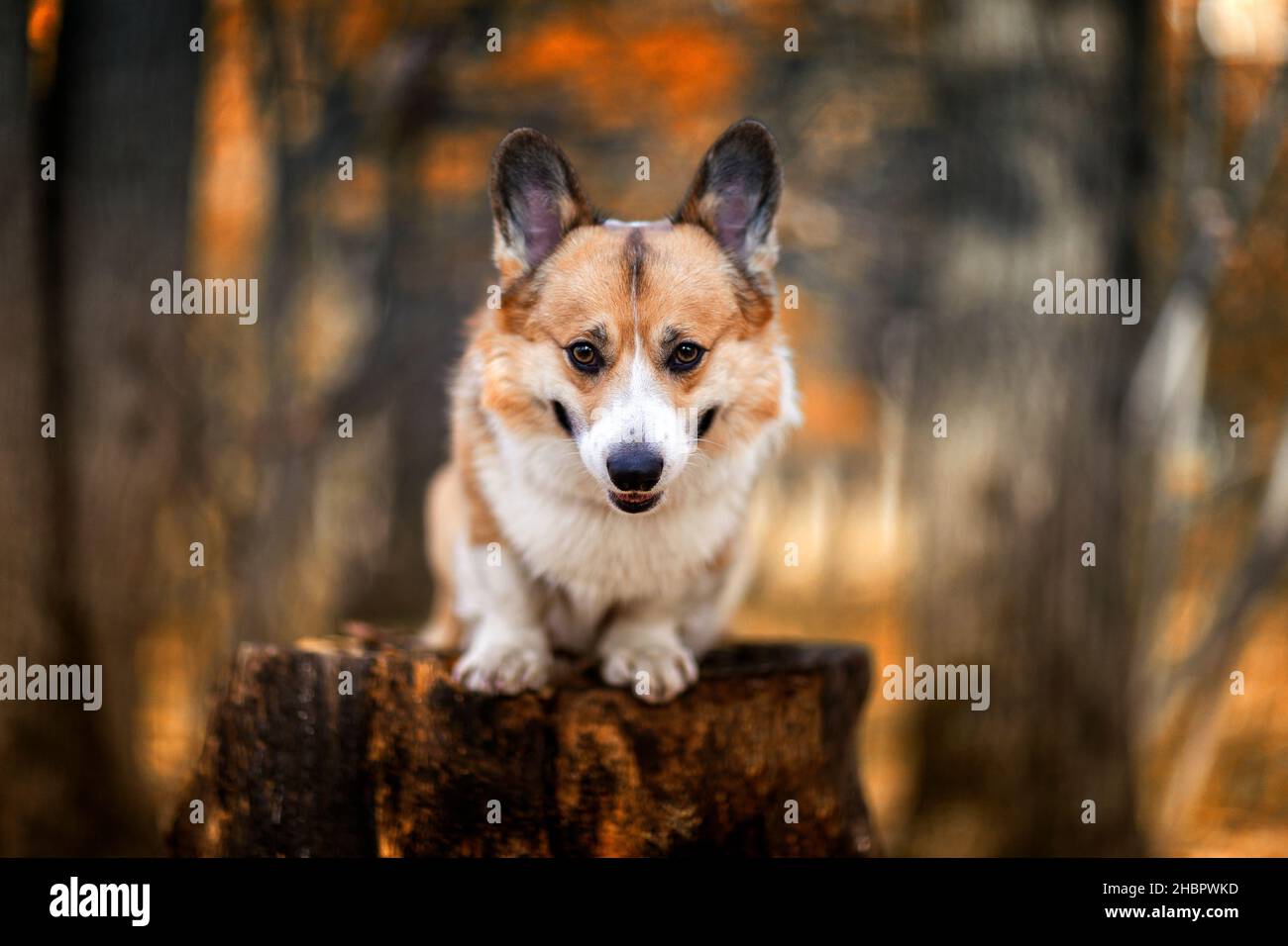 ritratto di un giovane e bel cane corgi seduta n apne in un parco d'oro autunno Foto Stock