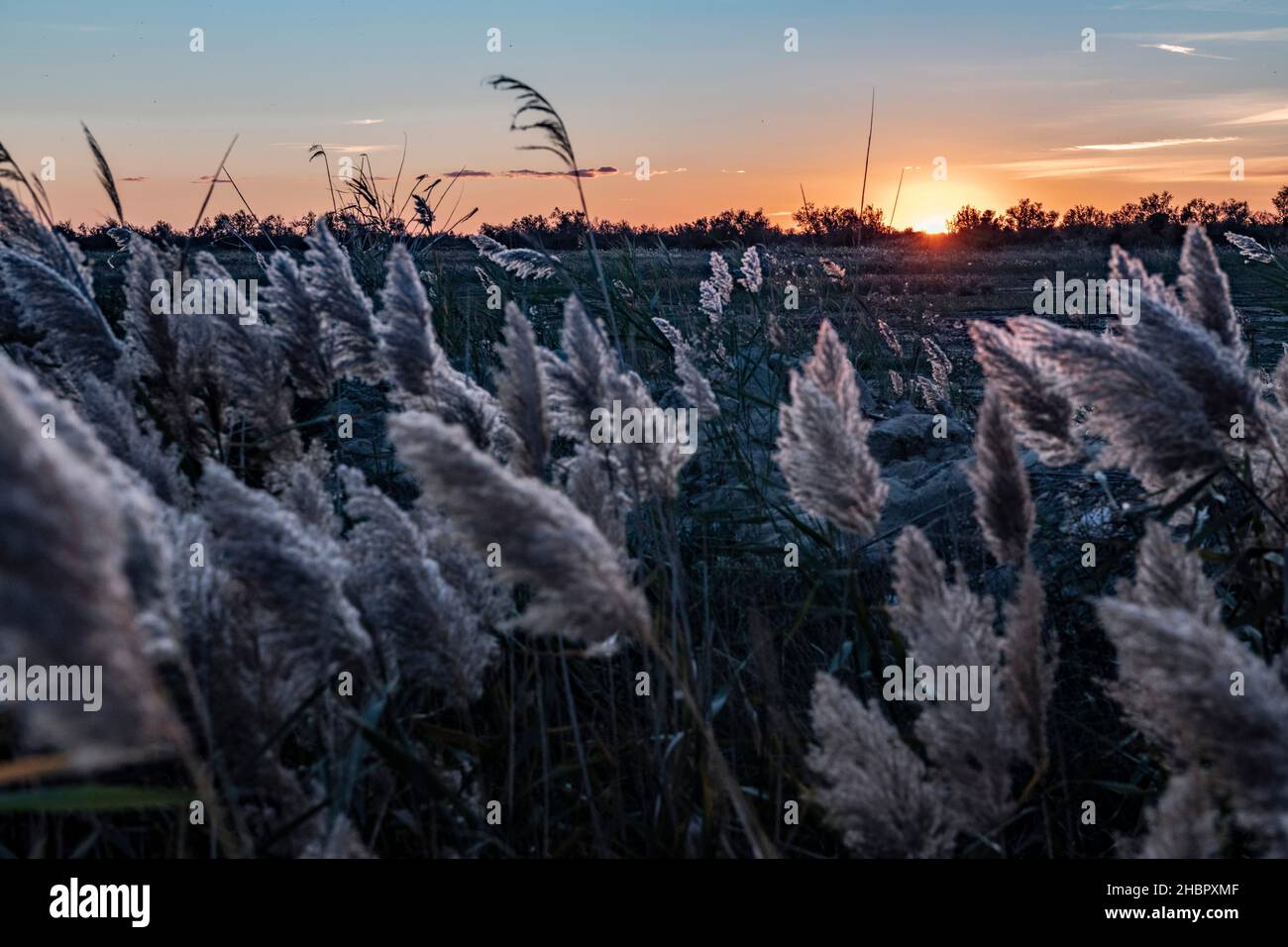 Francia, Frankreich, la Camargue, Parc naturel régional PNR, Regionaler Naturpark, parco naturale regionale, Les Saintes-Maries-de-la-Mer, coulcher de sole Foto Stock