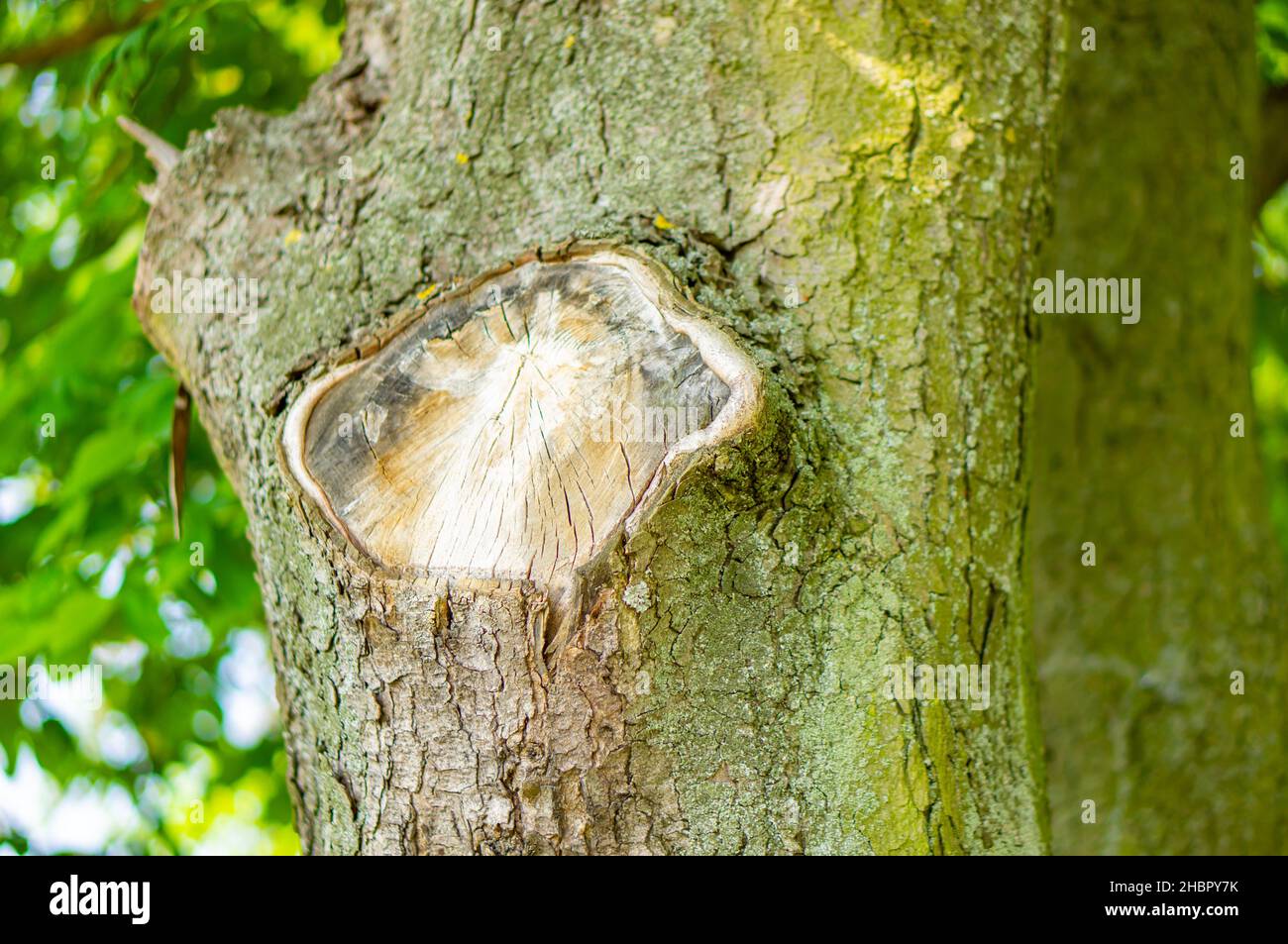 La struttura ruvida spaccata del tronco dell'albero Foto Stock