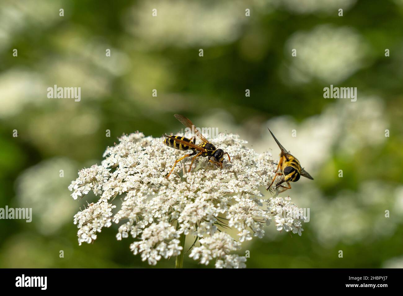 Die Wilde Möhre (Daucus carota subsp. Carota) Foto Stock