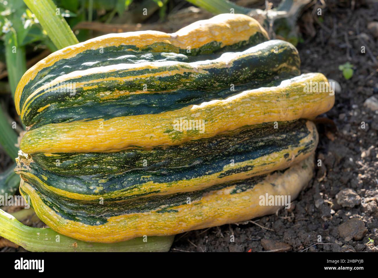 Alter, ausgewachsene Zucchini, Bayern, Deutschland Foto Stock