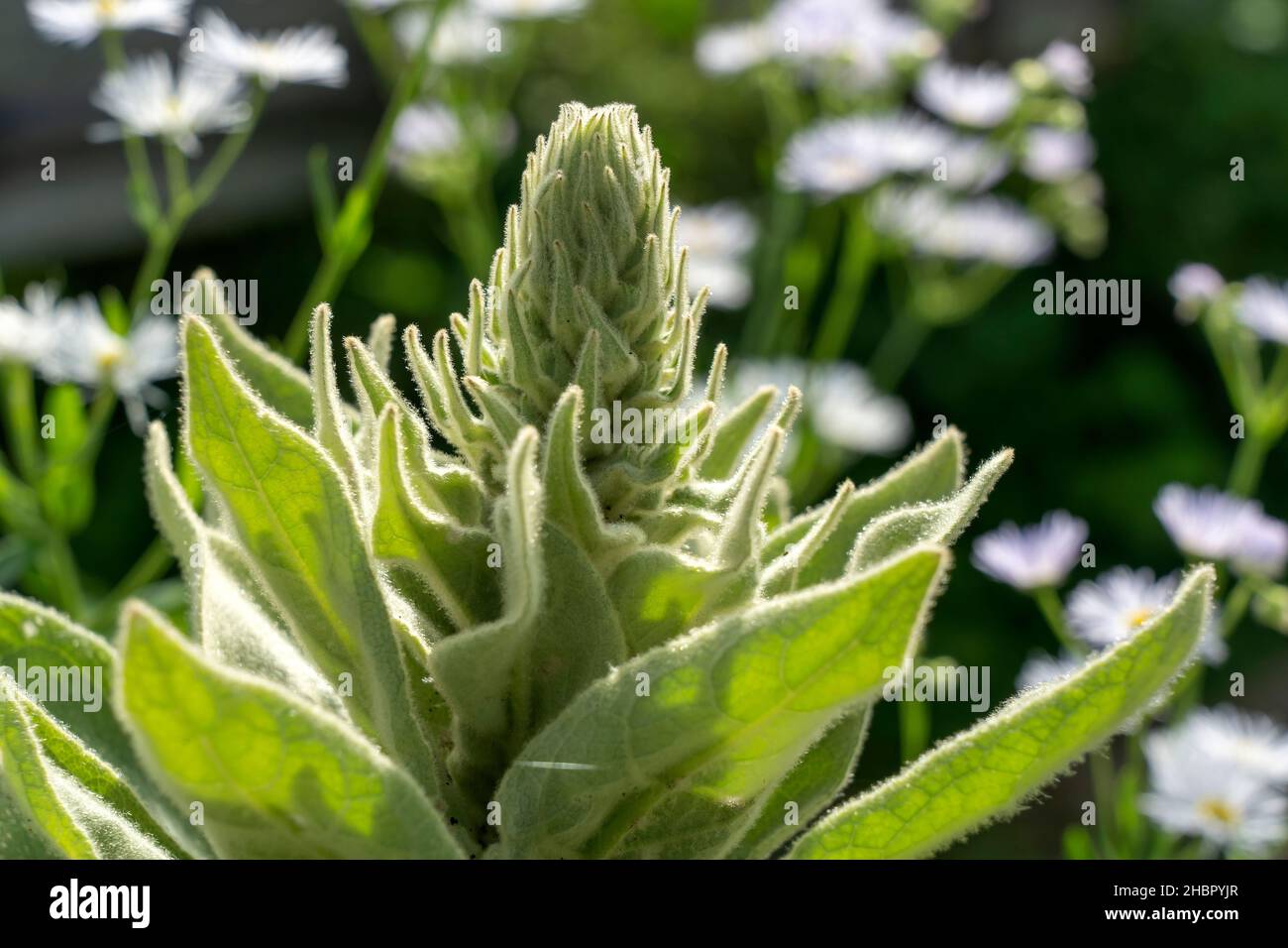 Königskerze im Garten Kleinblütige Königskerze (Verbascum thapsus) Foto Stock