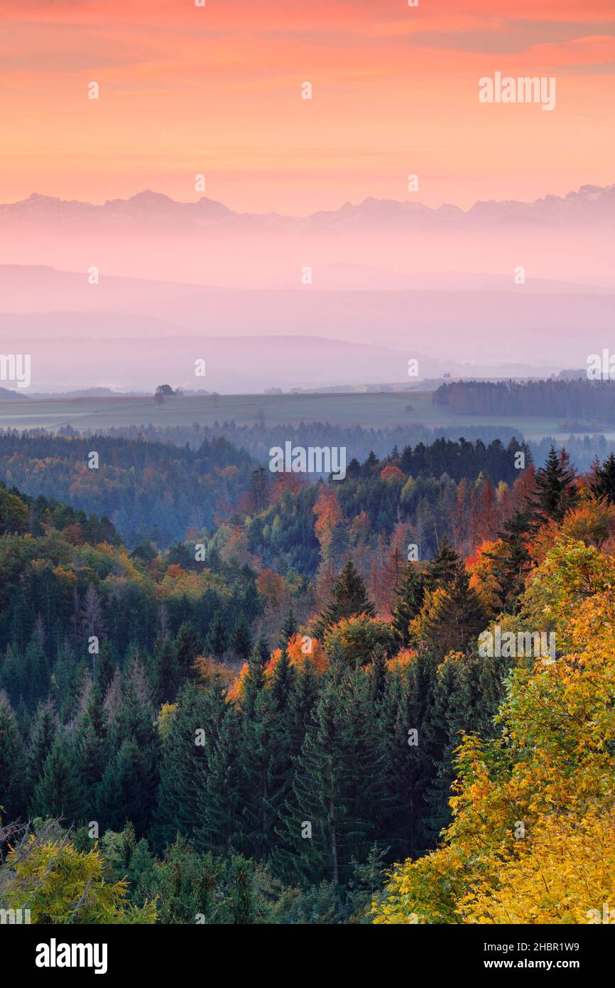 Herbstlicher Sonnenaufgang mit Nebelschwaden über dem hügeligen Mittelland, Schweizer Alpen im Hintergrund, Aussicht von Höchenschwand im Schwarzwald, Foto Stock