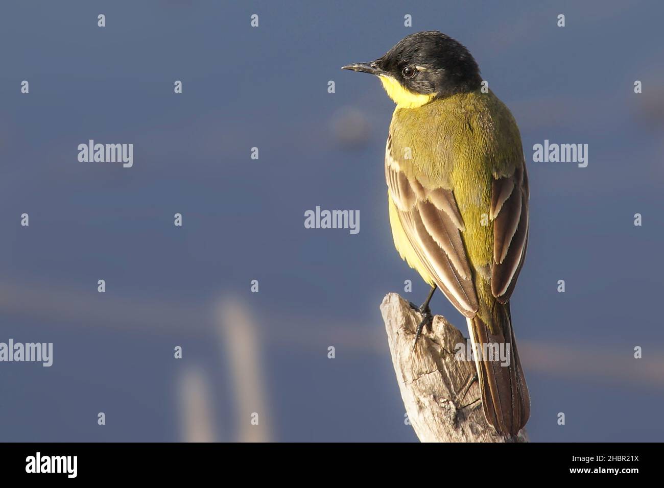 Riserva naturale Sentina, Cerretta gialla, Motacilla flava, San Benedetto del Tronto, Marche, Italia, Europa Foto Stock