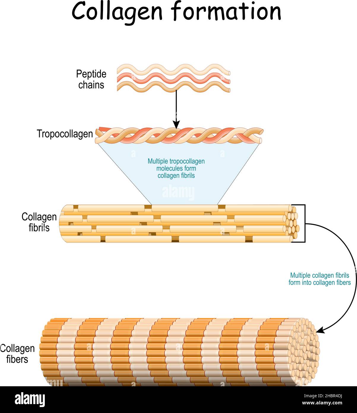 Formazione di collagene. Da catene peptidiche a molecole multiple di  tropocollagene che formano fibrille di collagene. Più fibrille si formano  in fibre di collagene Immagine e Vettoriale - Alamy