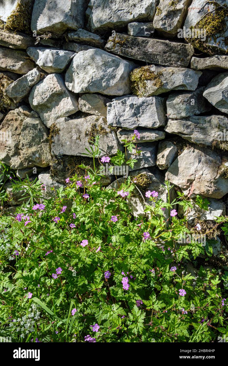 Herb Robert crescere accanto a un muro di pietra a secco, Bradbourne, Peak District National Park, Derbyshire, Inghilterra Foto Stock