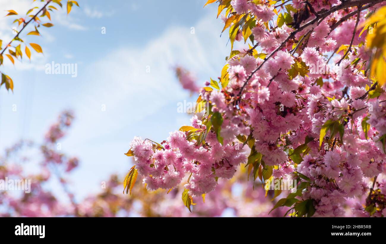 sakura rosa fiore in primavera stagione. rami di albero giapponese raggiungere per il cielo. bello sfondo floreale natura Foto Stock