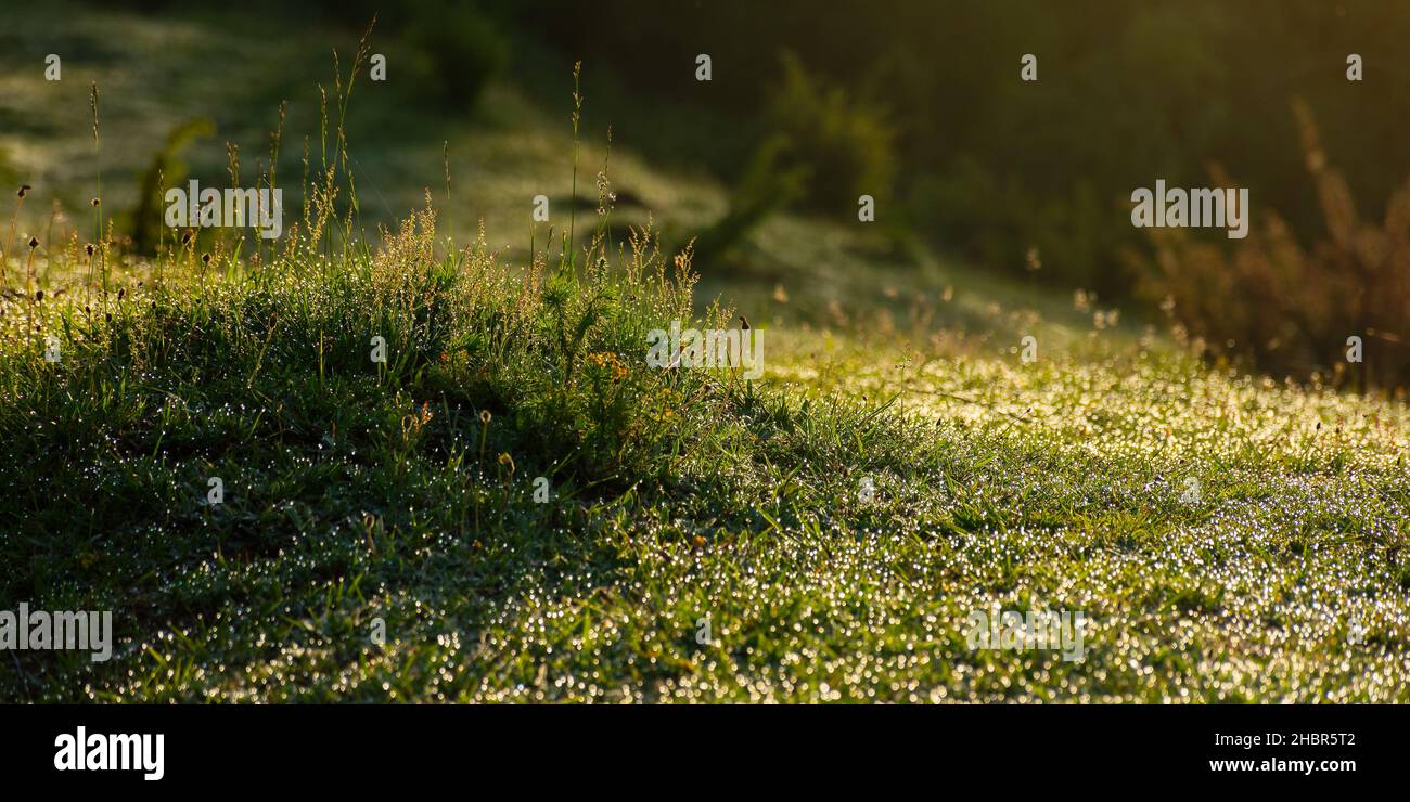 erba fresca bagnata. ambiente verde naturale. gocce di rugiada sulle piante all'aperto. sfondo naturale estivo al mattino Foto Stock