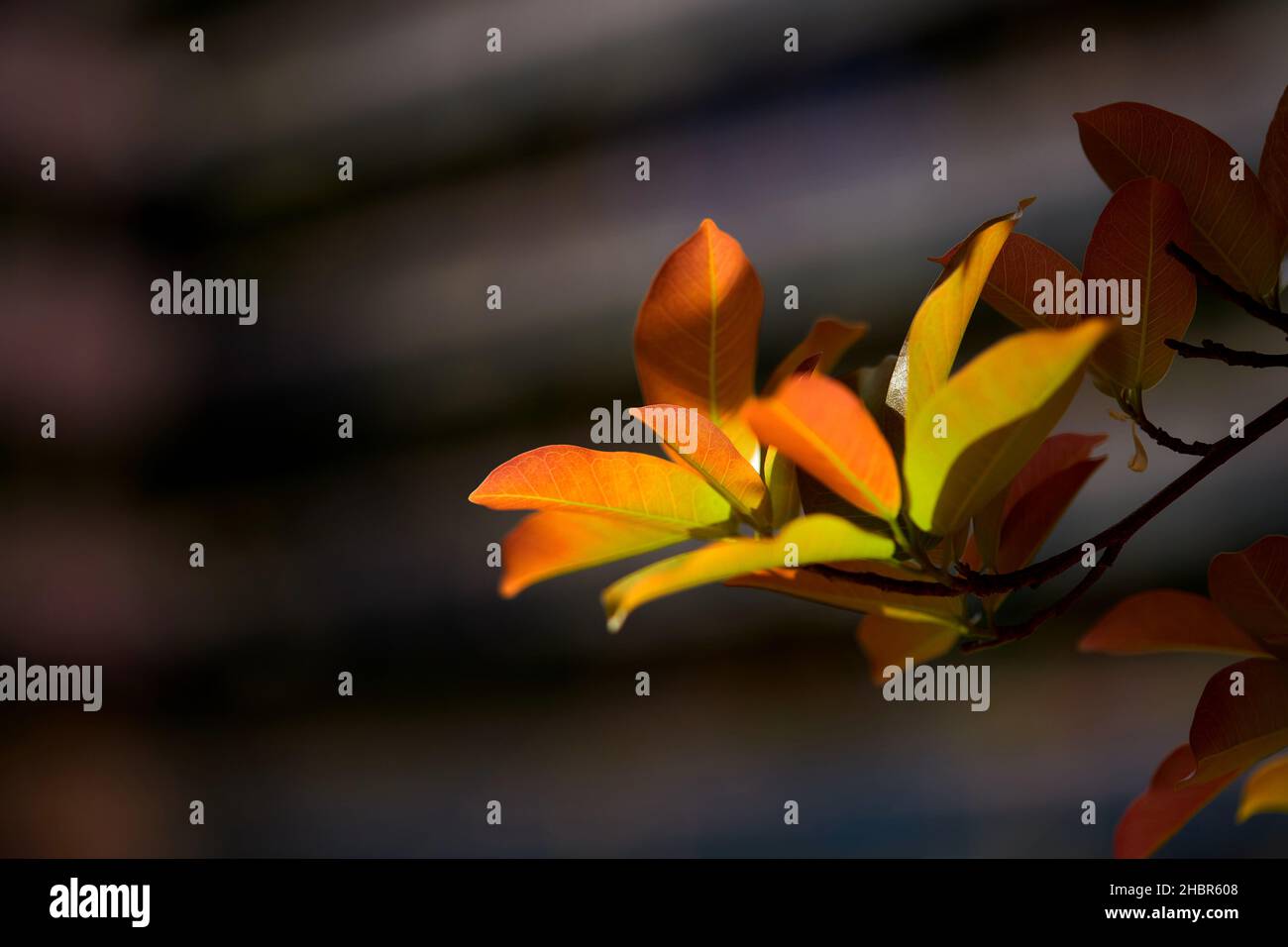 Foglie multicolore all'inizio della primavera Foto Stock