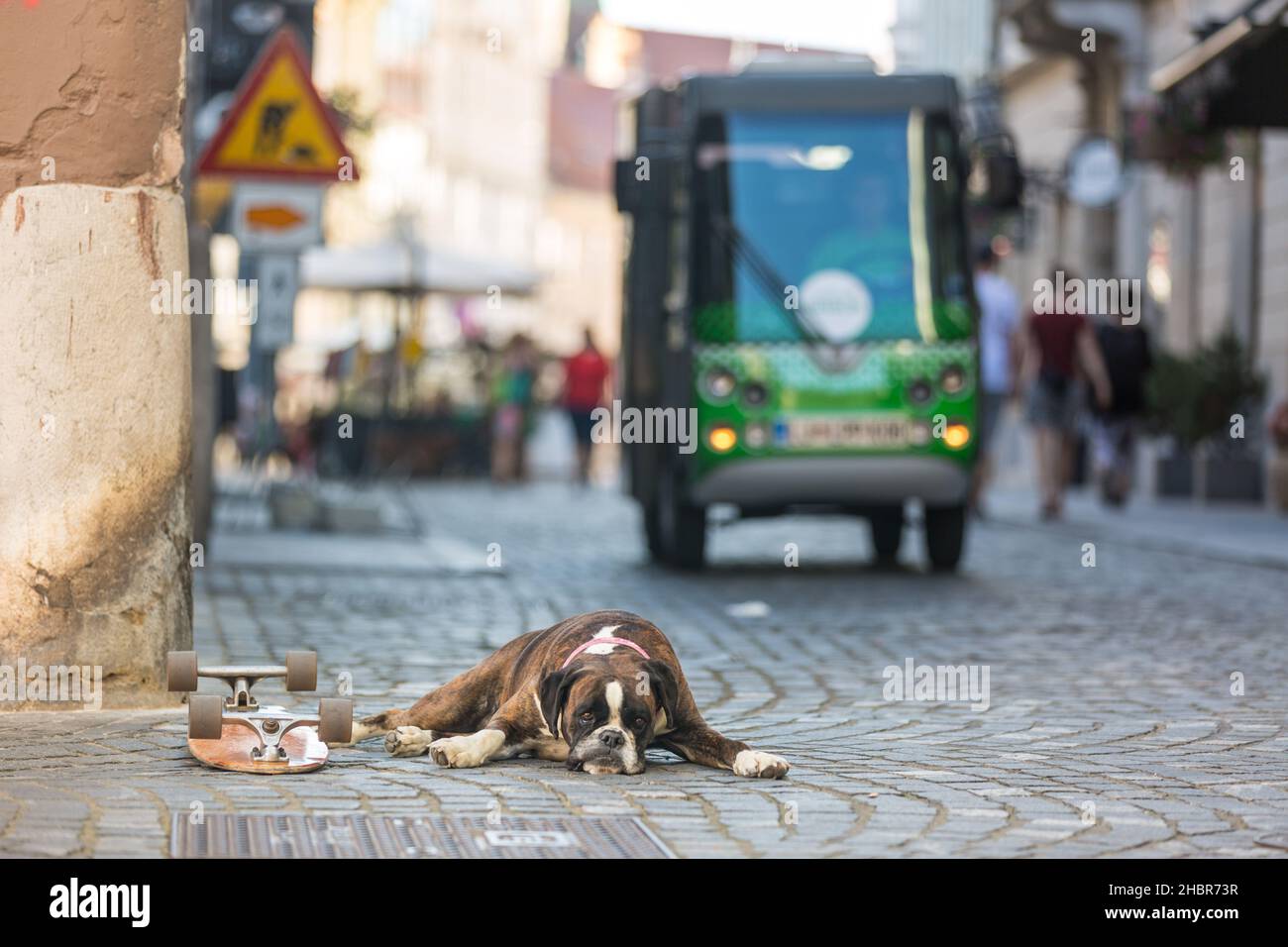 Bel cane da boxe tedesco con colletto rosso, sdraiato all'aperto sulla strada che protegge lo skateboard del suo proprietario Foto Stock