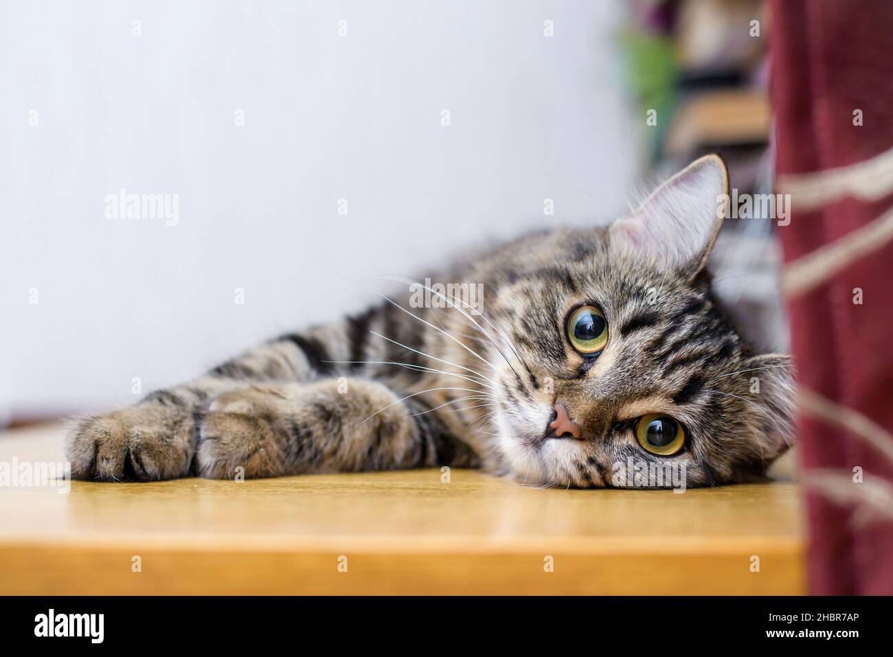 Ritratto di un bel gatto a righe soffice giacente a casa Foto Stock