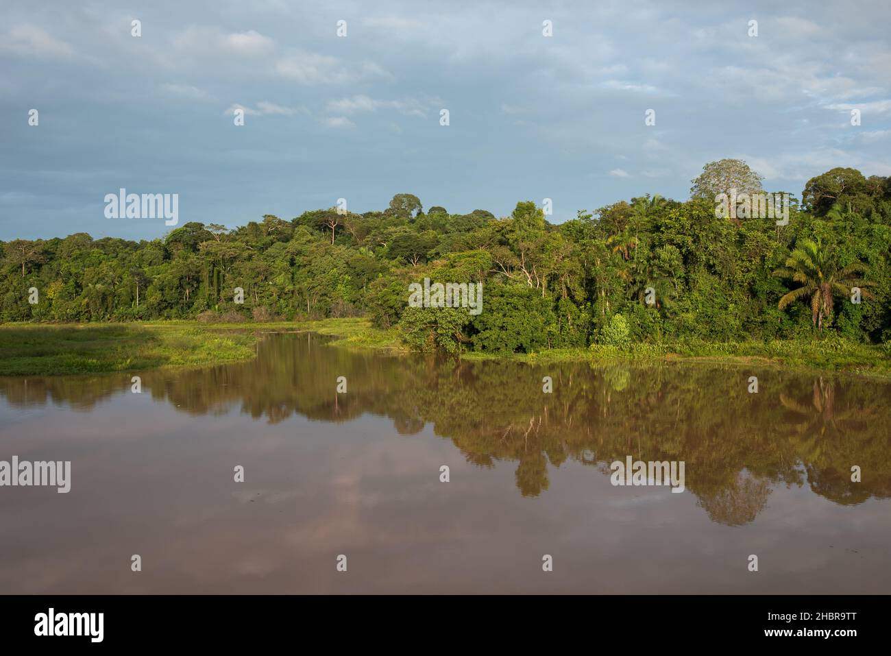 Foresta pluviale di Panama con fiume vicino al lago gatun Foto Stock