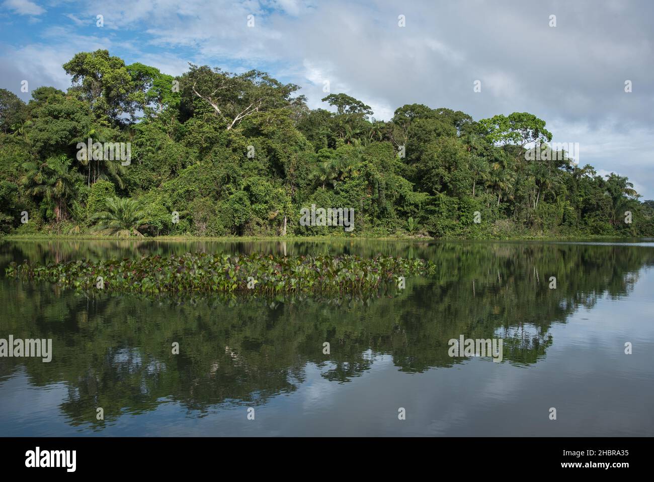 Foresta pluviale di Panama con fiume vicino al lago gatun Foto Stock