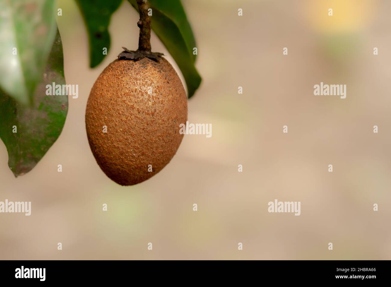 Sapodilla marrone frutta appesa all'albero, lo sfondo delle foglie verdi è sfocato Foto Stock