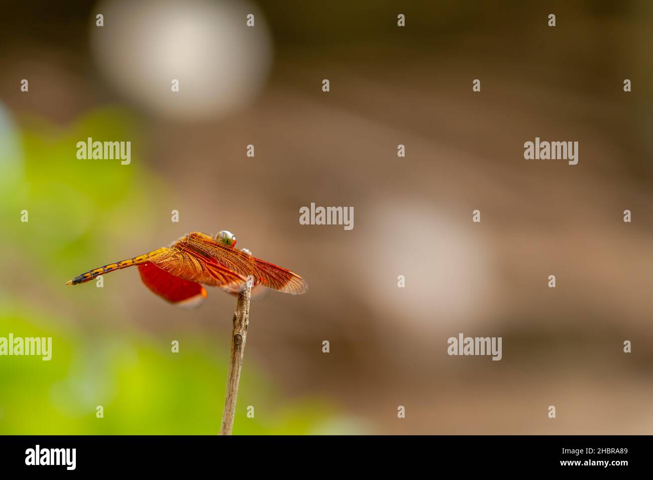 Dragonfly con corpo rosso e ali appollaiati sulla punta di un ramoscello marrone secco, contro uno sfondo sfocato di foglie e alberi, tema fauna selvatica Foto Stock