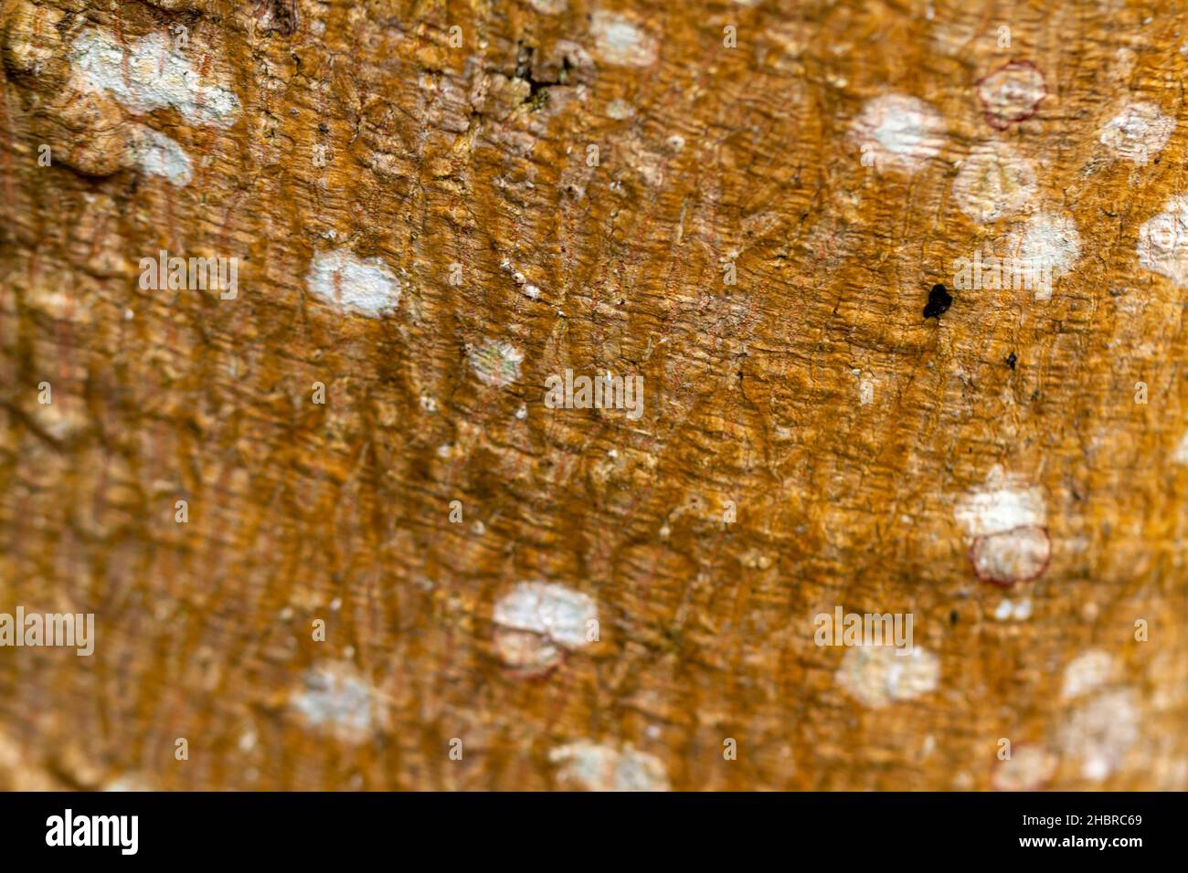 La corteccia che è stata coltivata con muschio è una combinazione di marrone e bianco, foresta e temi della natura Foto Stock