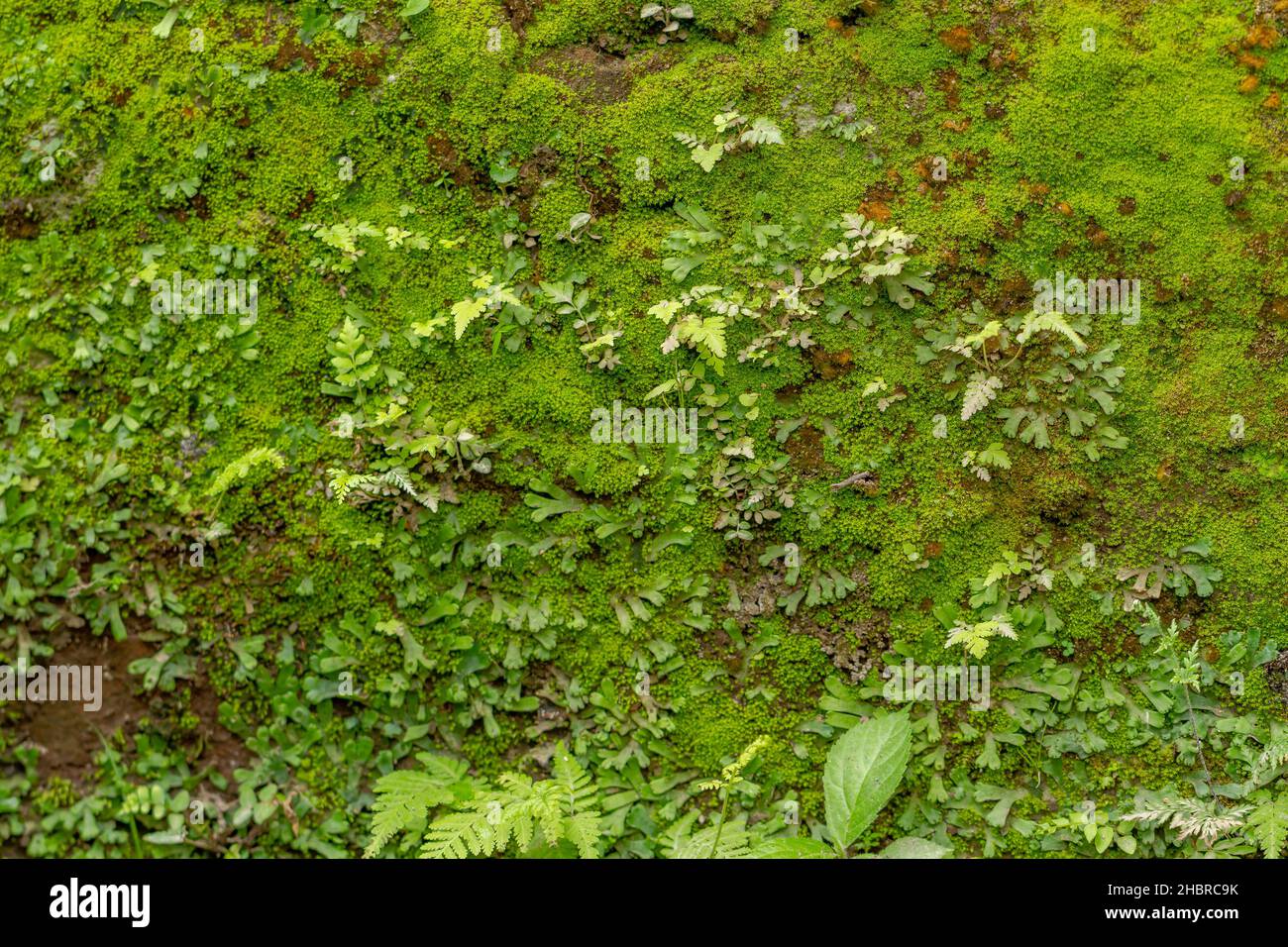 Un muro di cemento che è già pieno di muschi e piante pioniere verdi, sembra sporco e invecchiamento Foto Stock