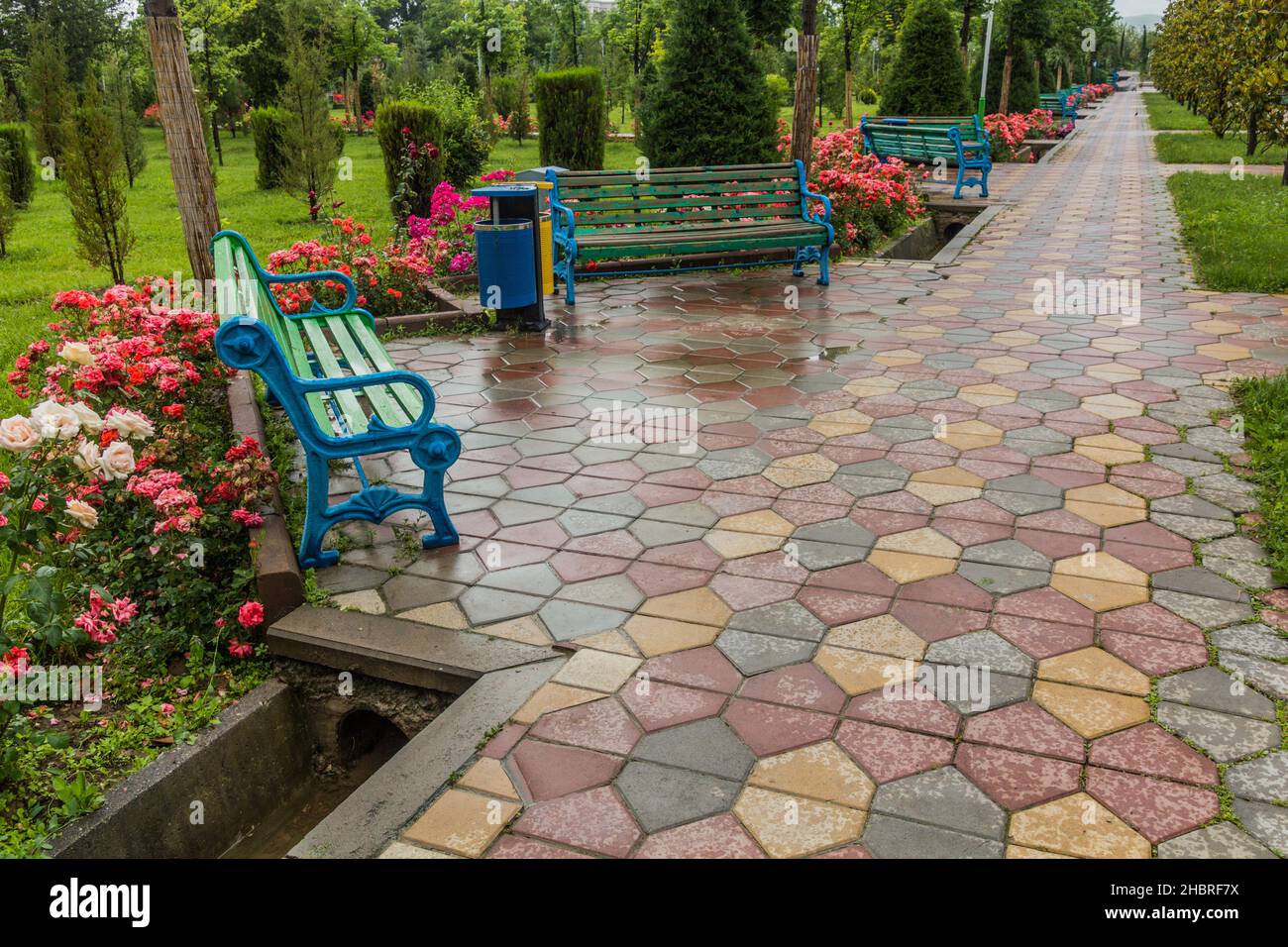Rose in fiore nel Parco Rudaki a Dushanbe, capitale del Tagikistan Foto Stock