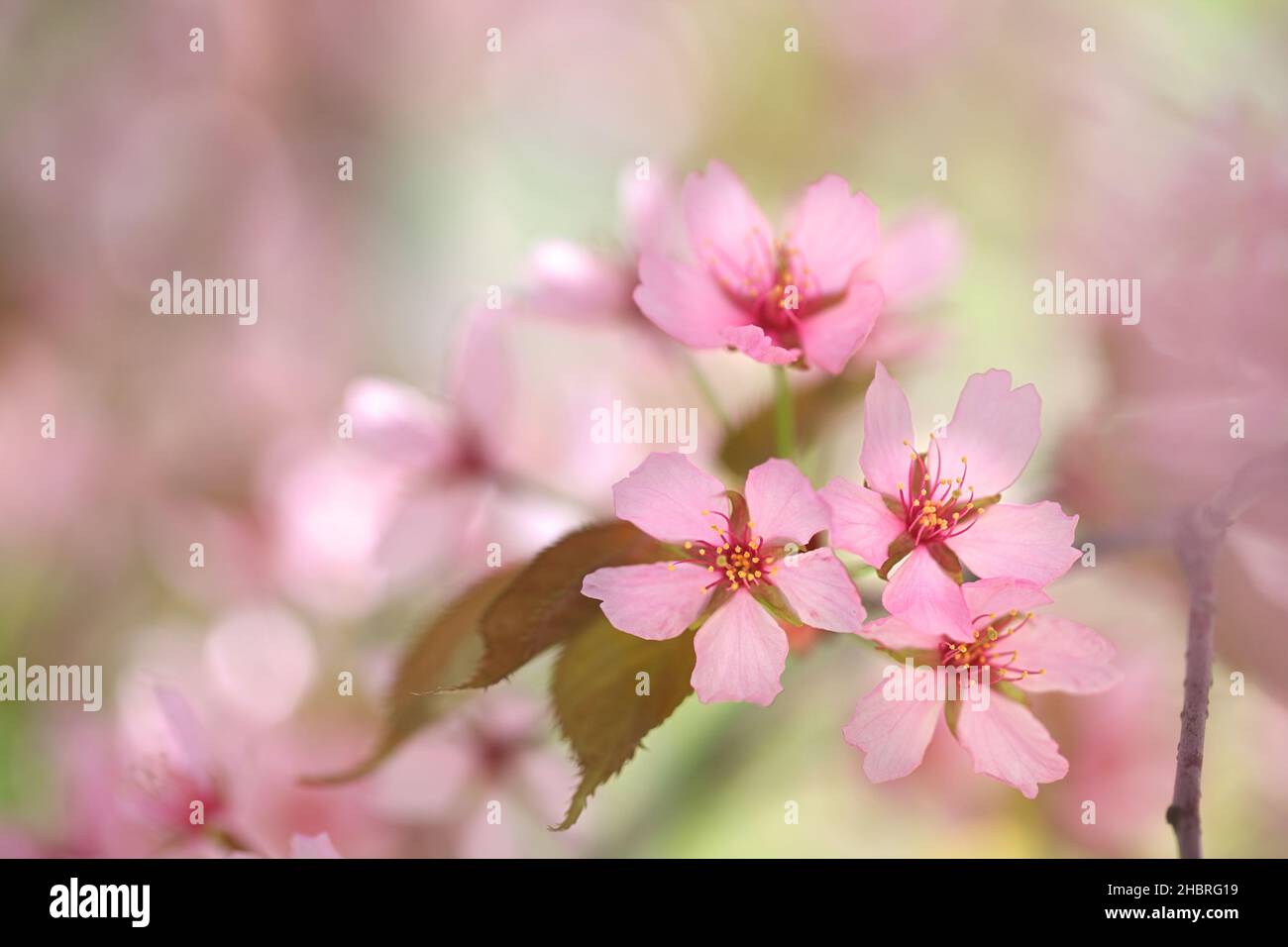 Prunus sargentii, comunemente noto come Sargent della ciliegia o Nord giapponese cherry hill Foto Stock