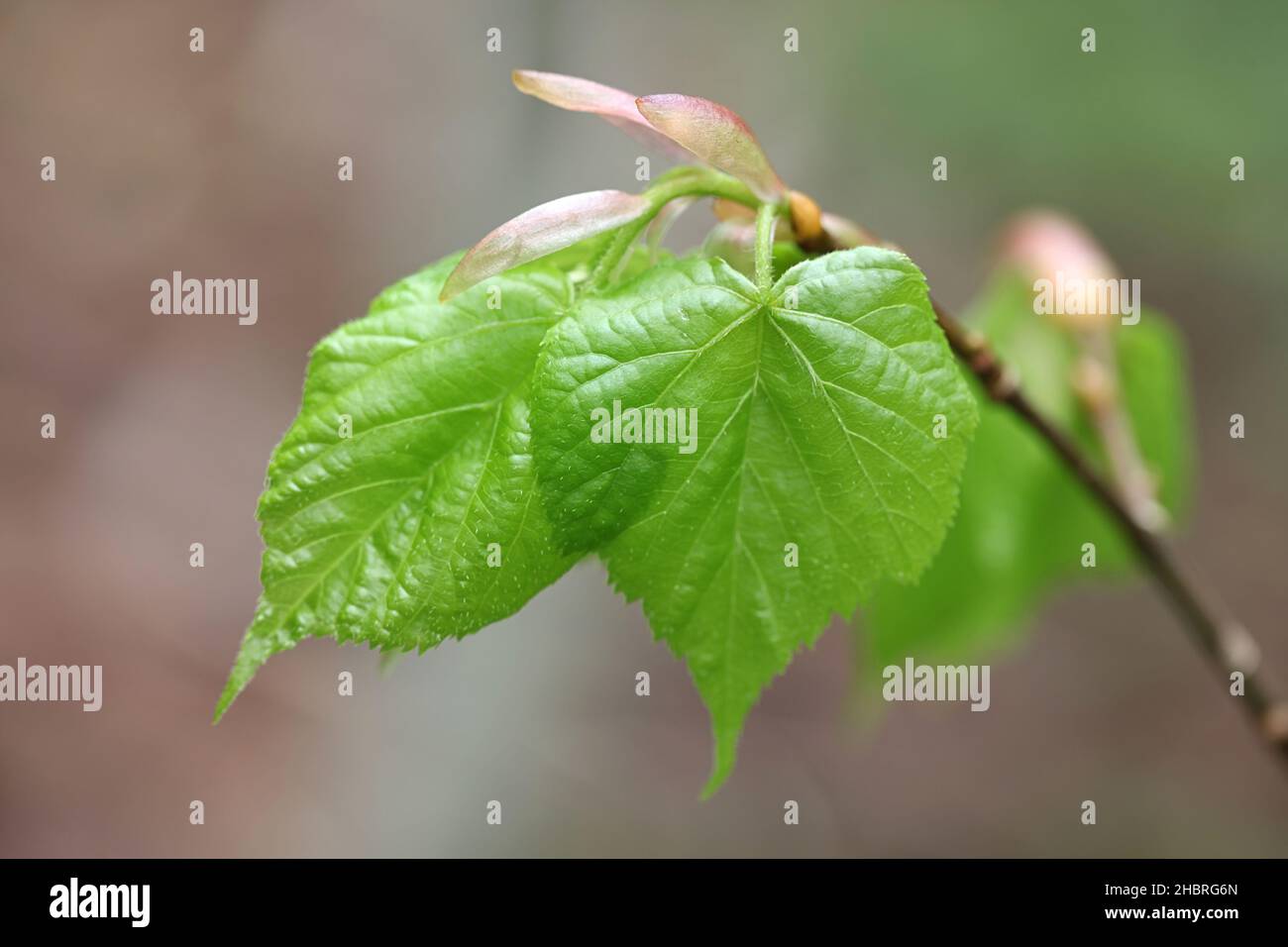 Tilia cordata, noto come Lime a foglia piccola, Linden a foglia piccola o linden a foglia piccola, foglie fresche in primavera Foto Stock