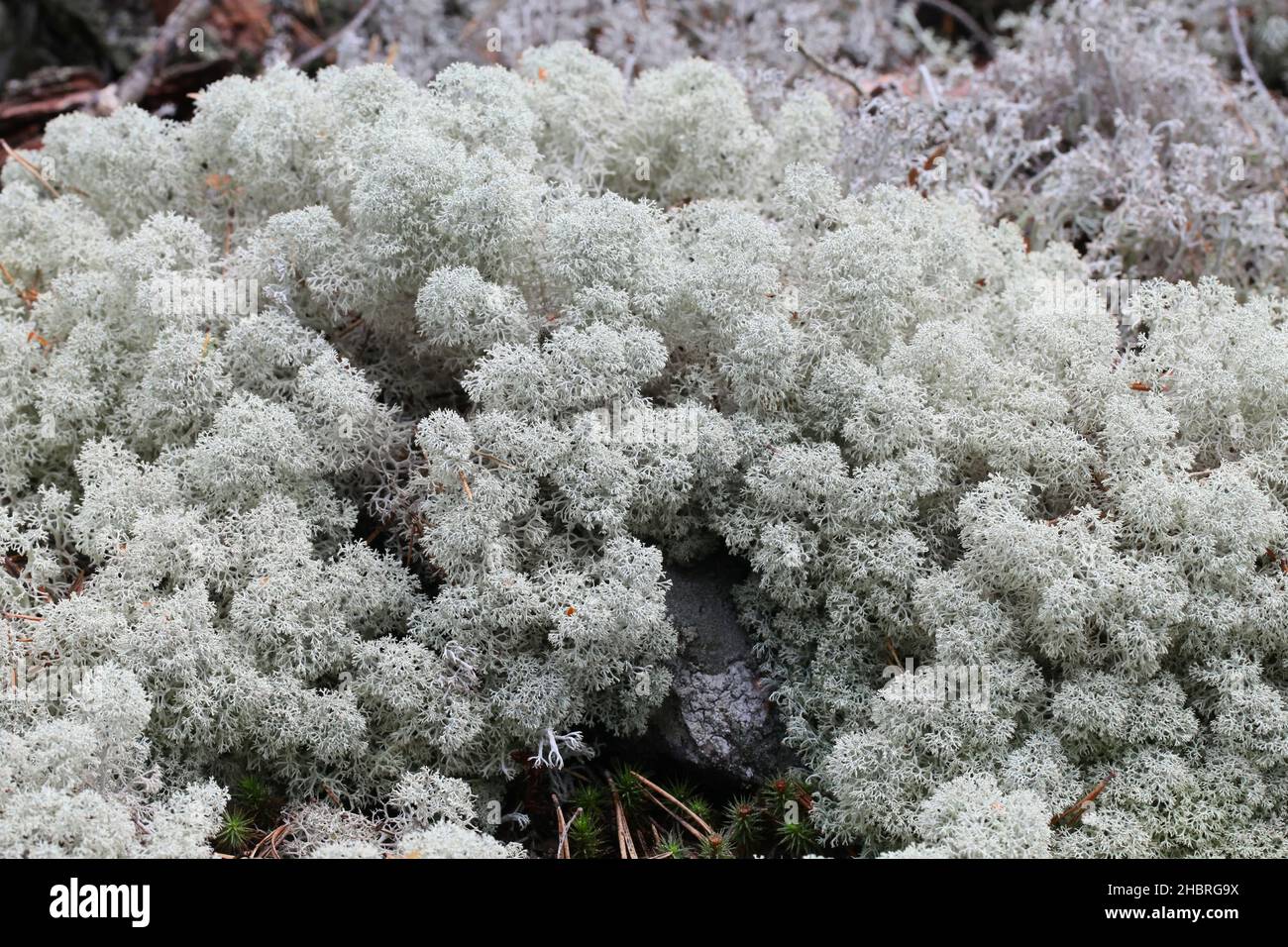 Cladonia stellaris, conosciuta come Lichen renna con punta a stella, importante fonte di cibo per renne e caribù Foto Stock