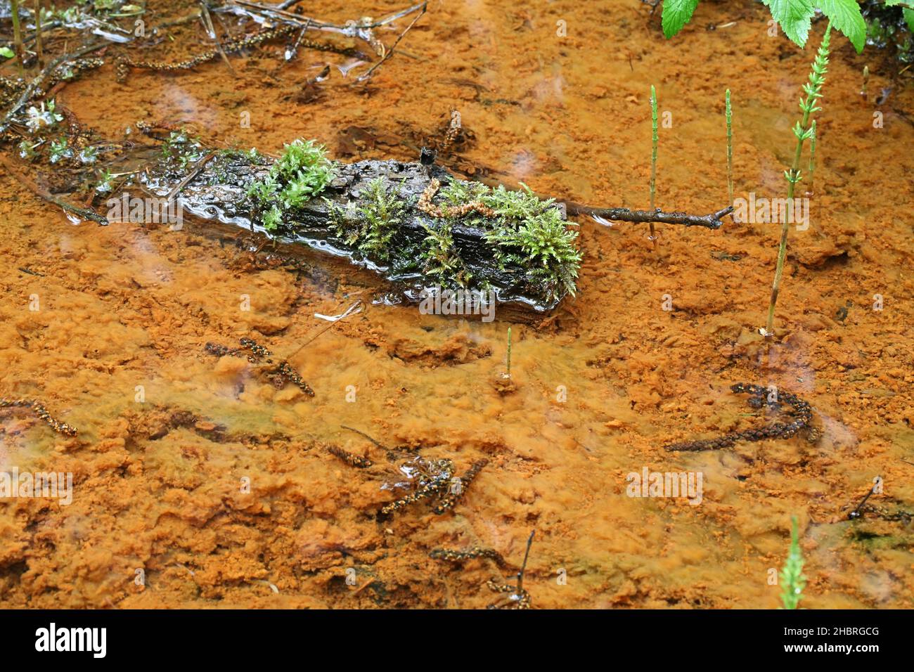 Ferro-ossidante batteri colorazione di un fondo di foresta ruscello  arancione Foto stock - Alamy