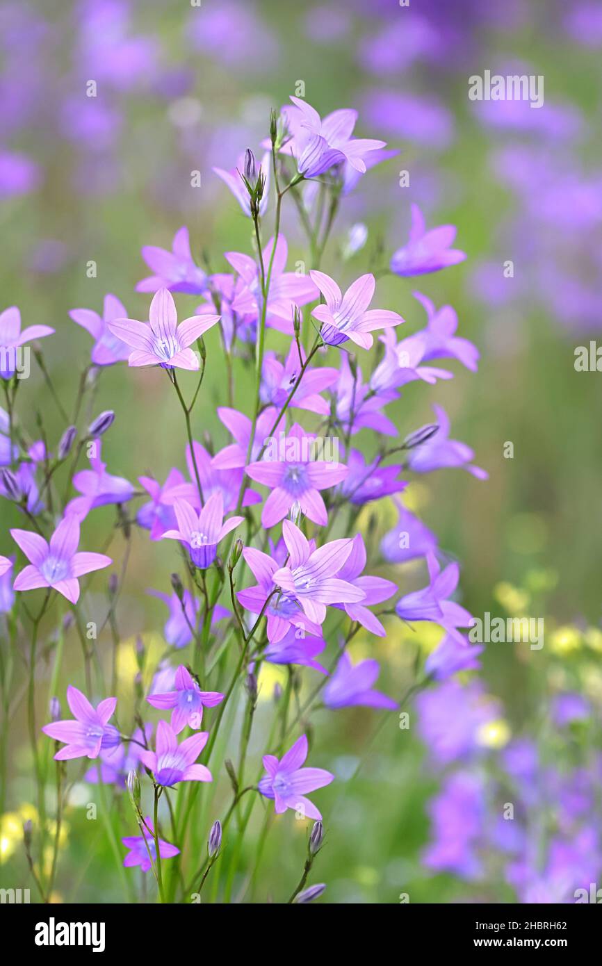 Campanula patula, conosciuta come spandimento Bellflower, fiore selvatico dalla Finlandia Foto Stock