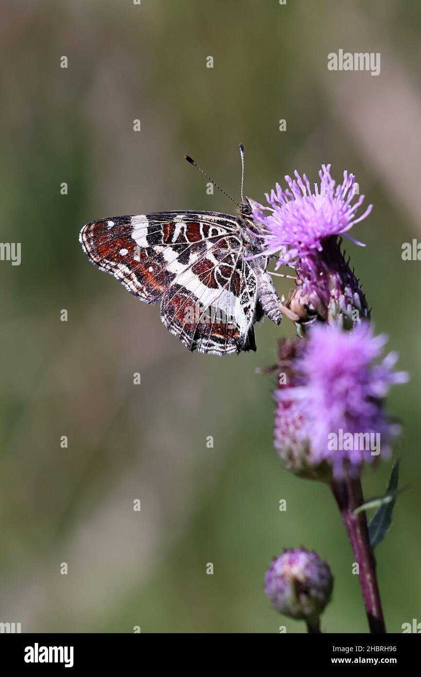 Araschnia levana F. porsa, seconda generazione mappa farfalla alimentazione su crepitio, cirsium arvense Foto Stock