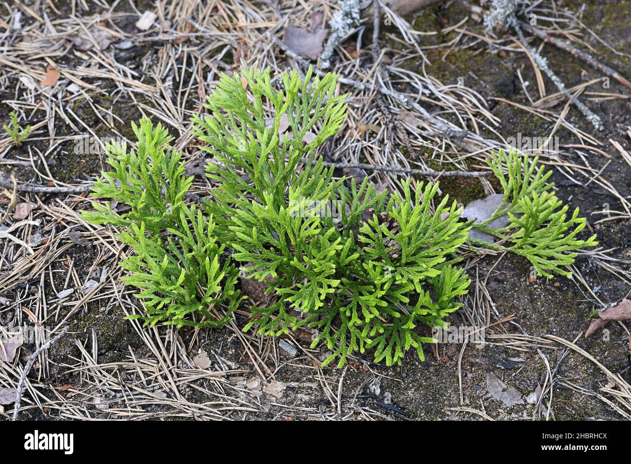 Diphasiastrum complanatum, conosciuto come falciaedar, jenny strisciante, o running-pine settentrionale, pianta selvatica dalla Finlandia Foto Stock