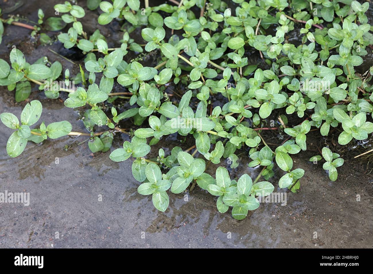 Veronica beccabunga, conosciuta come lo speedwell europeo o brooklime, pianta acquatica selvatica dalla Finlandia Foto Stock