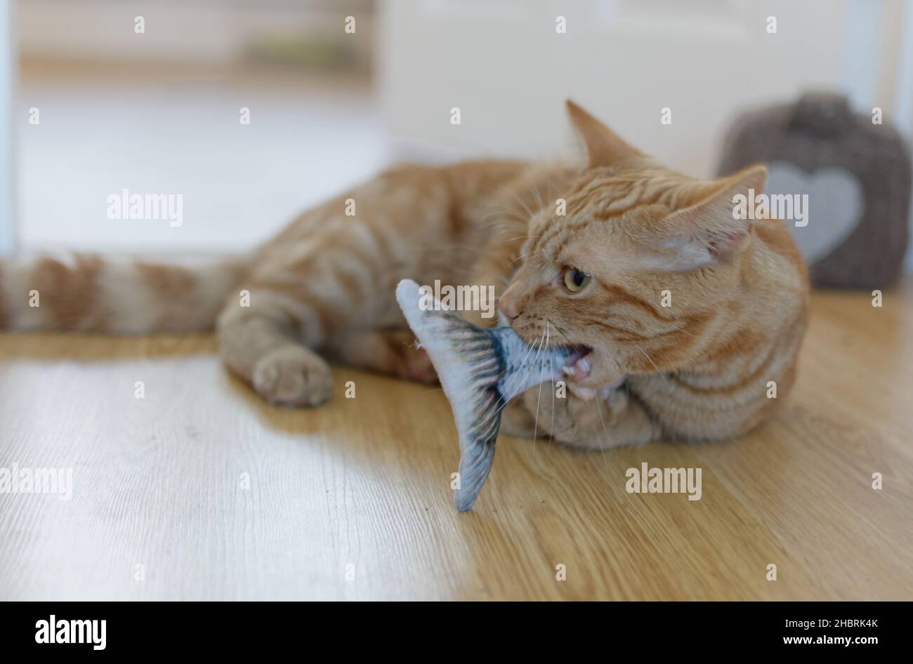 gatto che gioca con il pesce giocattolo Foto Stock