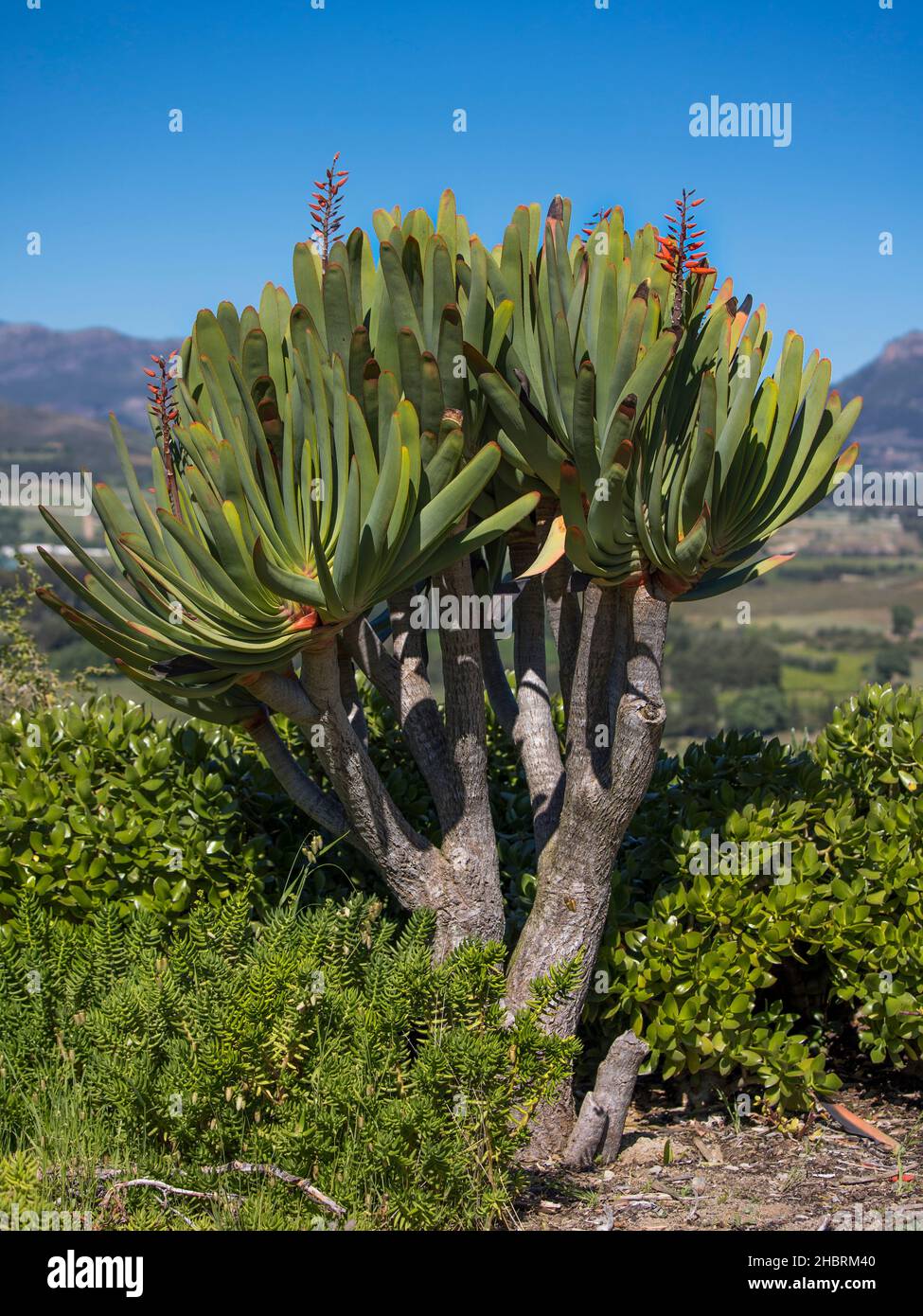 Un albero di fan-aloe (Kumara plicatilis) che cresce in un giardino con sfondo cielo blu Foto Stock