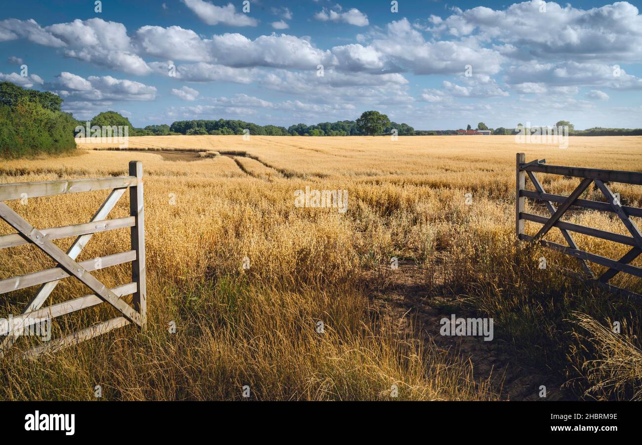 Apertura cancello fattoria che conduce nel paesaggio agricolo con grano di avena che matura durante l'incantesimo secco in estate a Beverley, Yorkshire, Regno Unito. Foto Stock