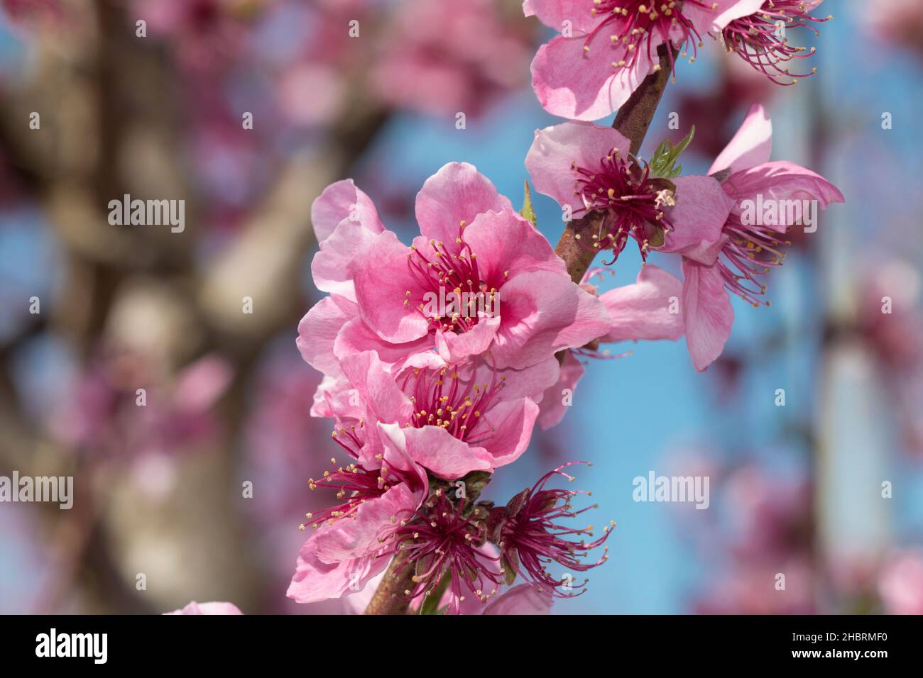 Frutteto di pesco in piena fioritura, primo piano dei bellissimi fiori rosa Foto Stock