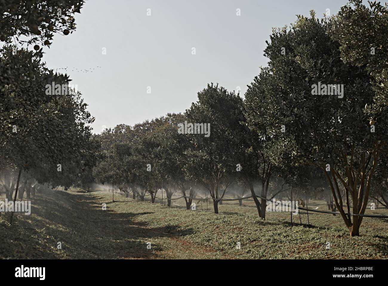 Orchard d'arancia nel nord della thailandia Foto Stock