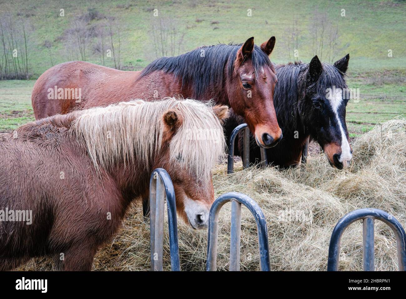 Lentilly (Francia), 18 dicembre 2021. Cavalli in un prato che si nutrono di fieno. Foto Stock