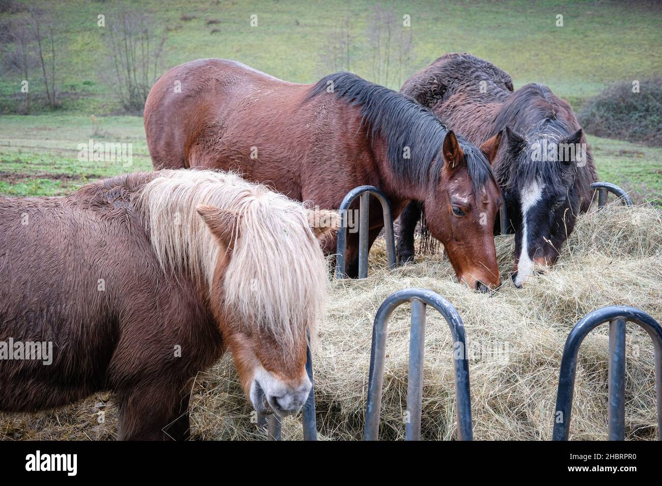 Lentilly (Francia), 18 dicembre 2021. Cavalli in un prato che si nutrono di fieno. Foto Stock