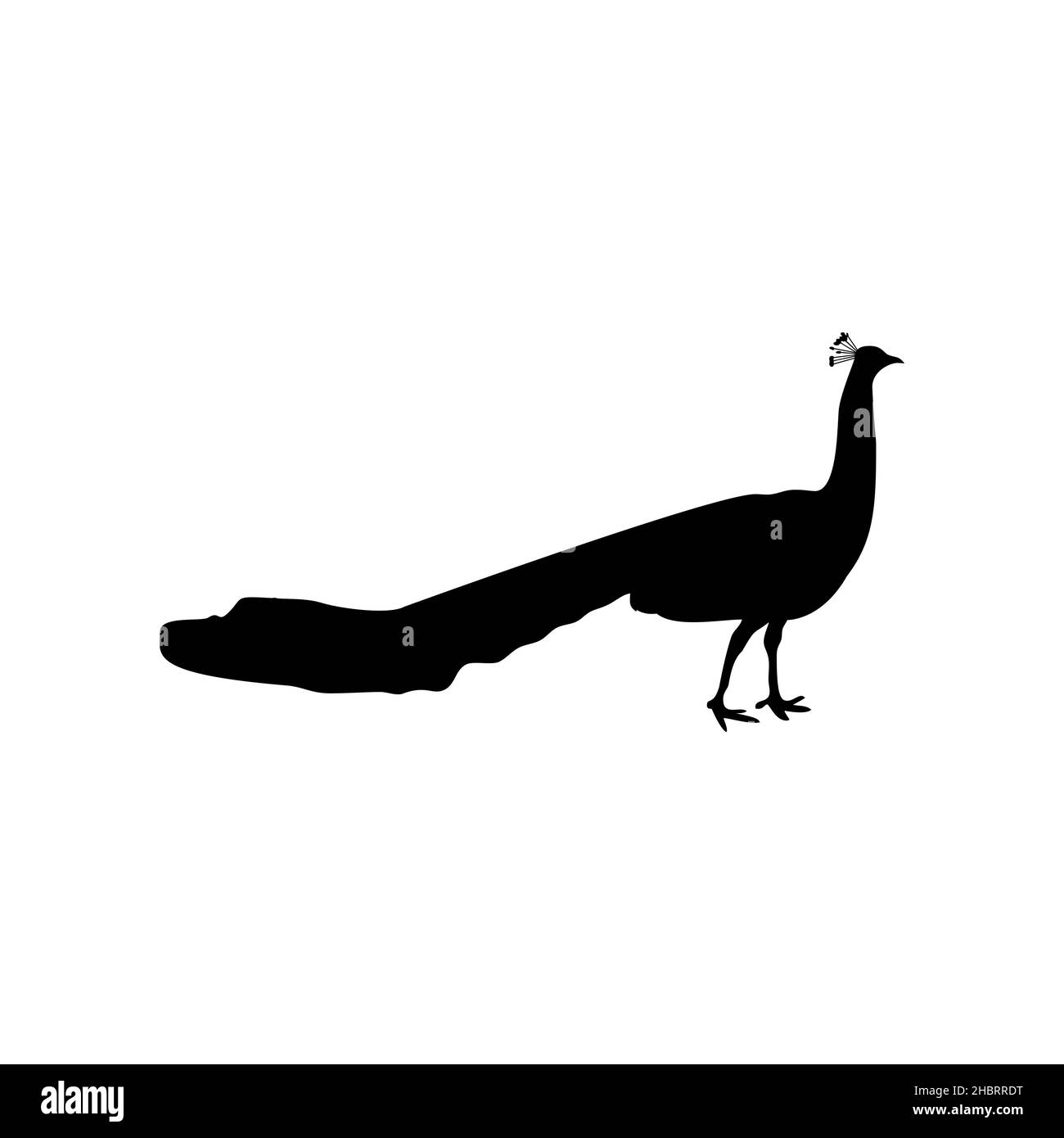 Silhouette nera di pavone isolato su bianco Illustrazione Vettoriale