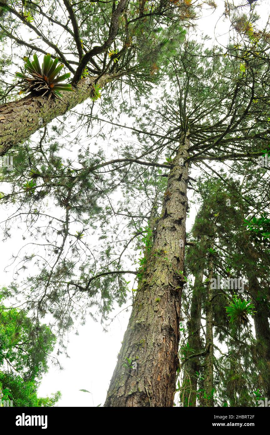 Grandi alberi sulla Foresta Atlantica, Itacuruçá, Brasile Foto Stock