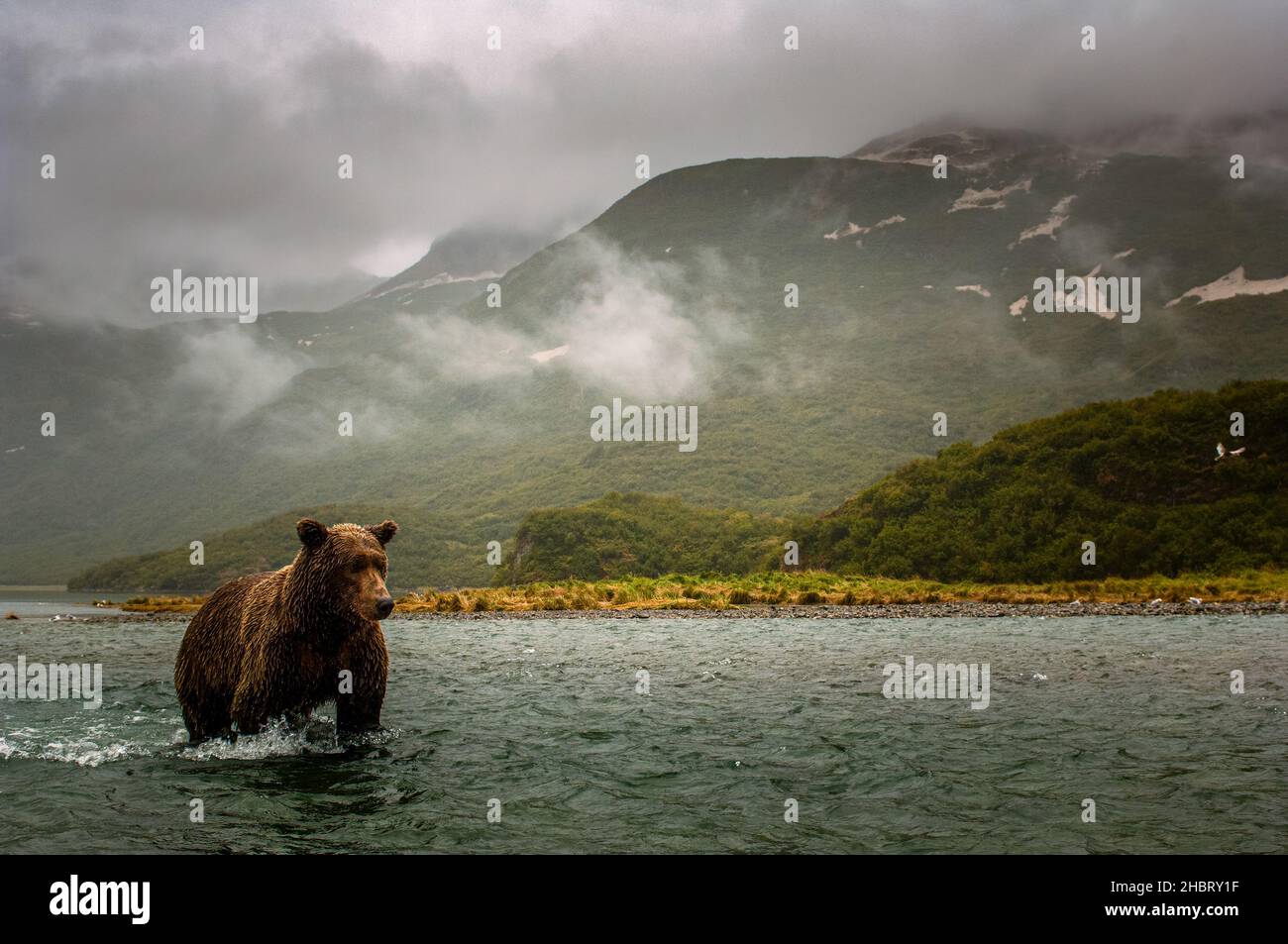 Vista cinematografica di un orso bruno costiero che vado nel fiume, Geographic Harbour, Katmai National Park, Alaska Foto Stock