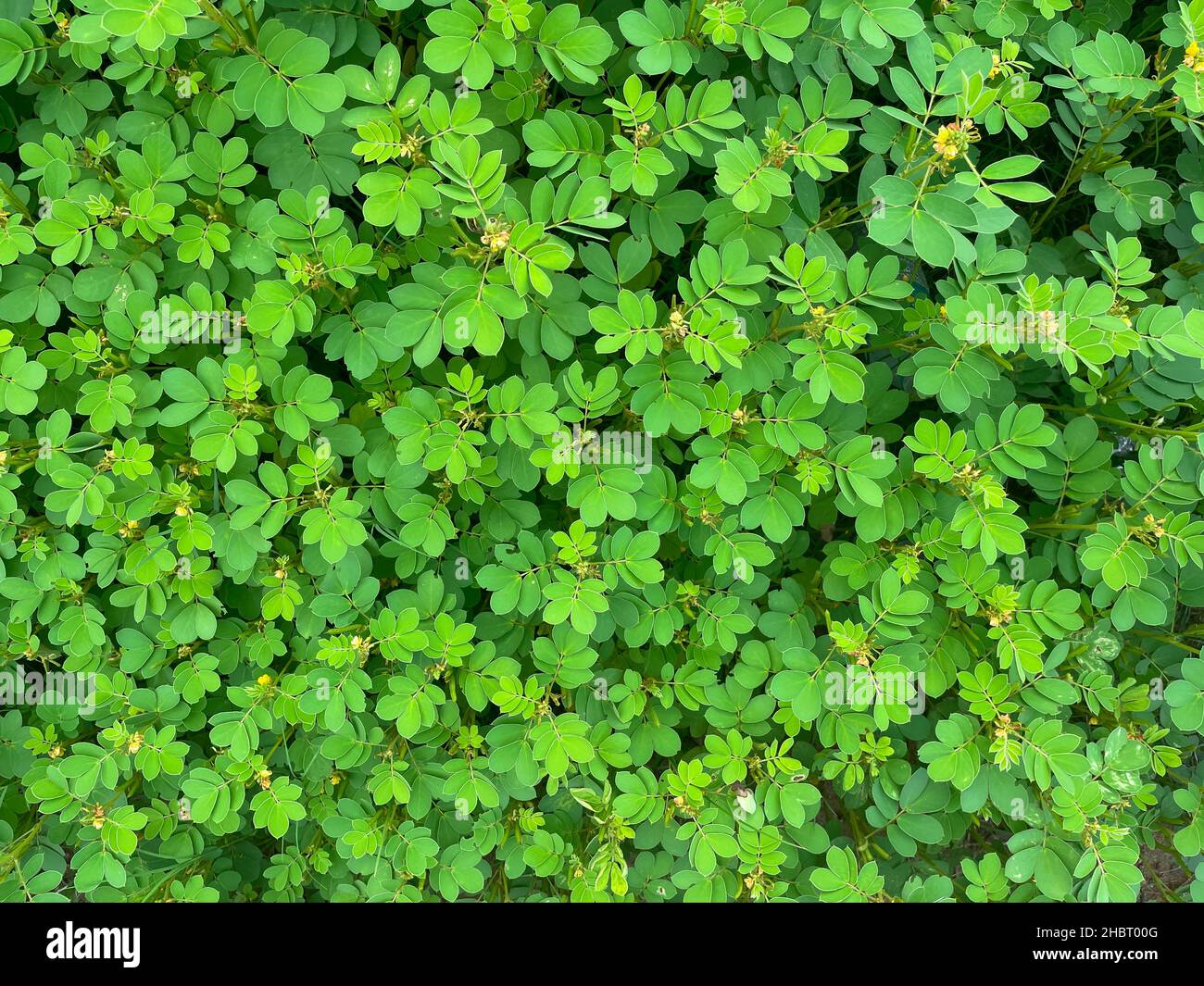 Foglie verdi dense che formano insieme un bellissimo sfondo naturale Foto Stock