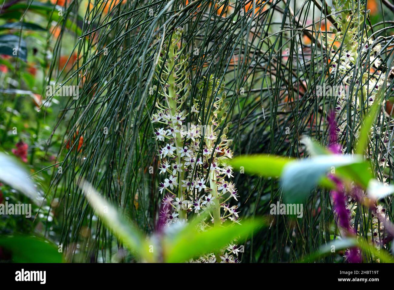 Eucomis comosa Cornwood,giglio di ananas,racemi,racema, fiori bianchi cremosi,fiore bianco crema, bratto frondoso,bratti,fiore,fiori,fioritura,RM floreale Foto Stock