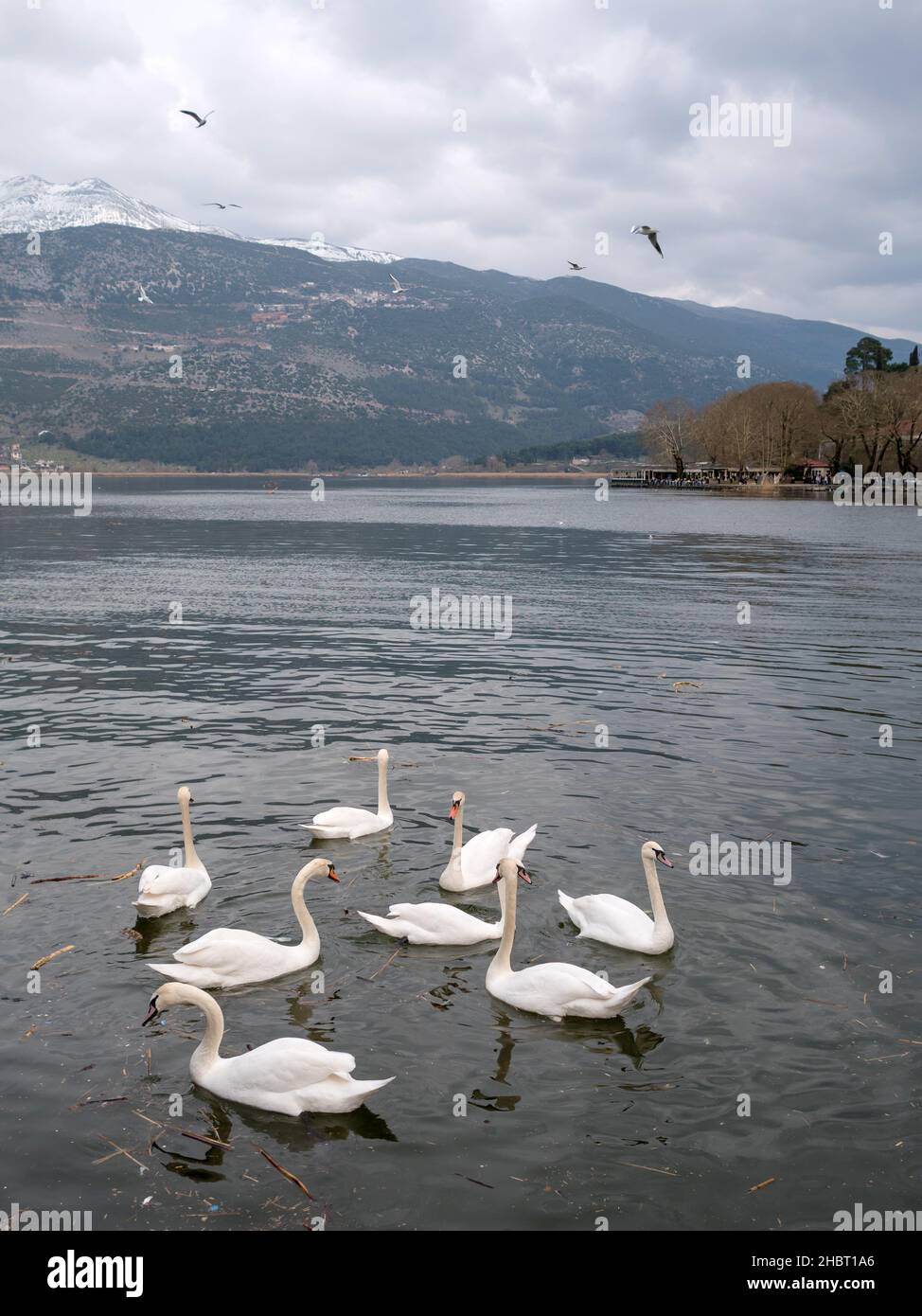 Sciame di cigni nel lago di Ioannina città in Grecia, in una giornata nuvolosa in inverno Foto Stock