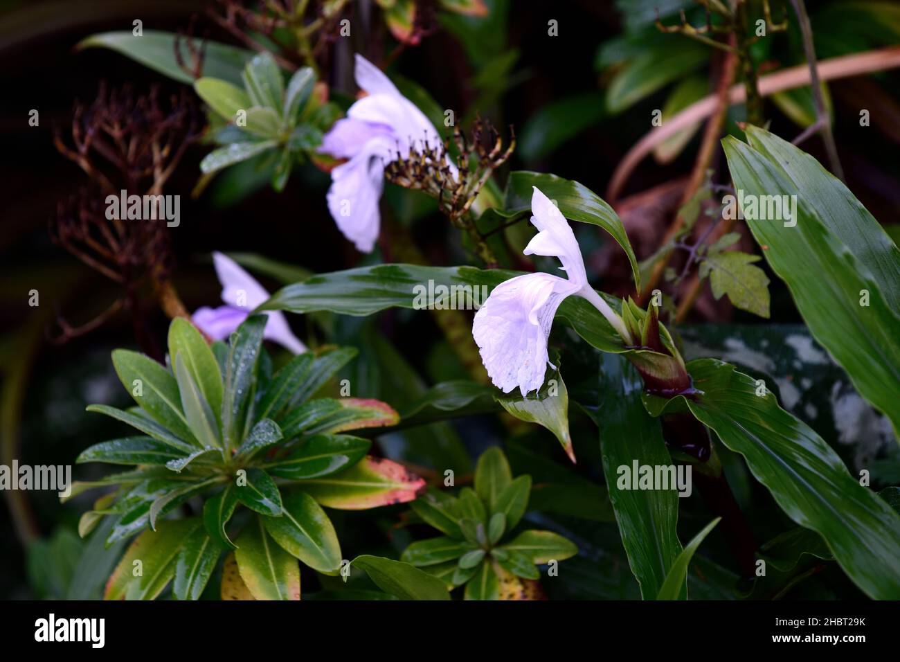 Roscoea purpurea Vannin, fiori di orchidea, fiori, petali inferiori viola, petali superiori da bianco a viola chiaro, fiori viola pallido, RM floreale Foto Stock