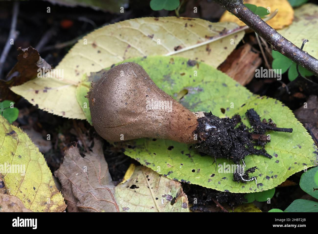 Lycoperdon umbrinum, conosciuto come Umber-Brown Puffball, fungo selvatico finlandese Foto Stock