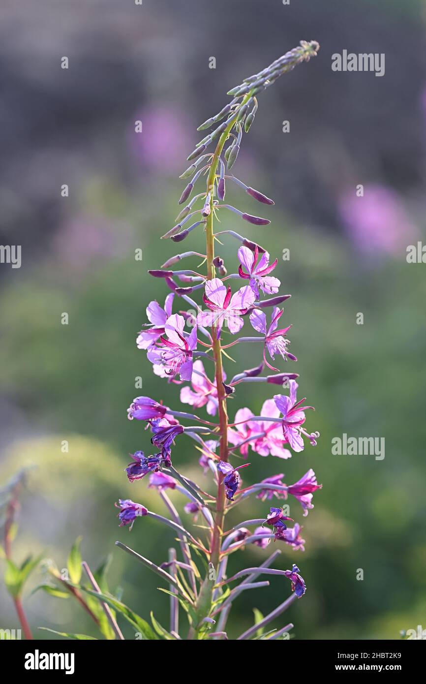 Chamaenerion angustifolium, chiamato anche Epilobium angustifolium, comunemente noto come Rosebay Willowherb o Festa d'artificio, fiore selvatico dalla Finlandia Foto Stock