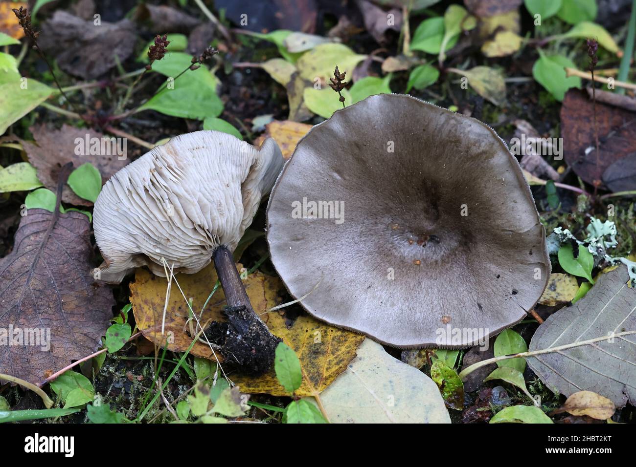 Melaleuca humilis, noto anche come Melanoleuca brevipes coll., comunemente chiamato stunted Cavalier, funghi selvatici dalla Finlandia Foto Stock