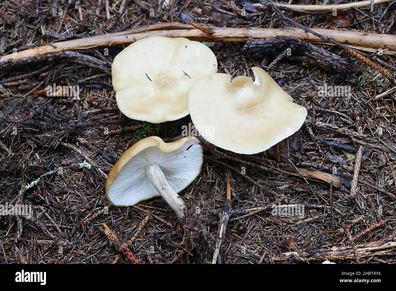 Melanoleuca grammopodia, comunemente nota come cavaliere scanalato, fungo selvatico dalla Finlandia Foto Stock