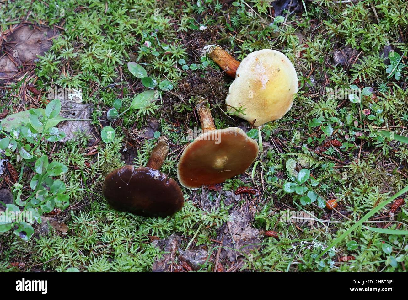 Suillus clintonianus, noto come larice suillus o larice bolete, fungo selvatico dalla Finlandia Foto Stock