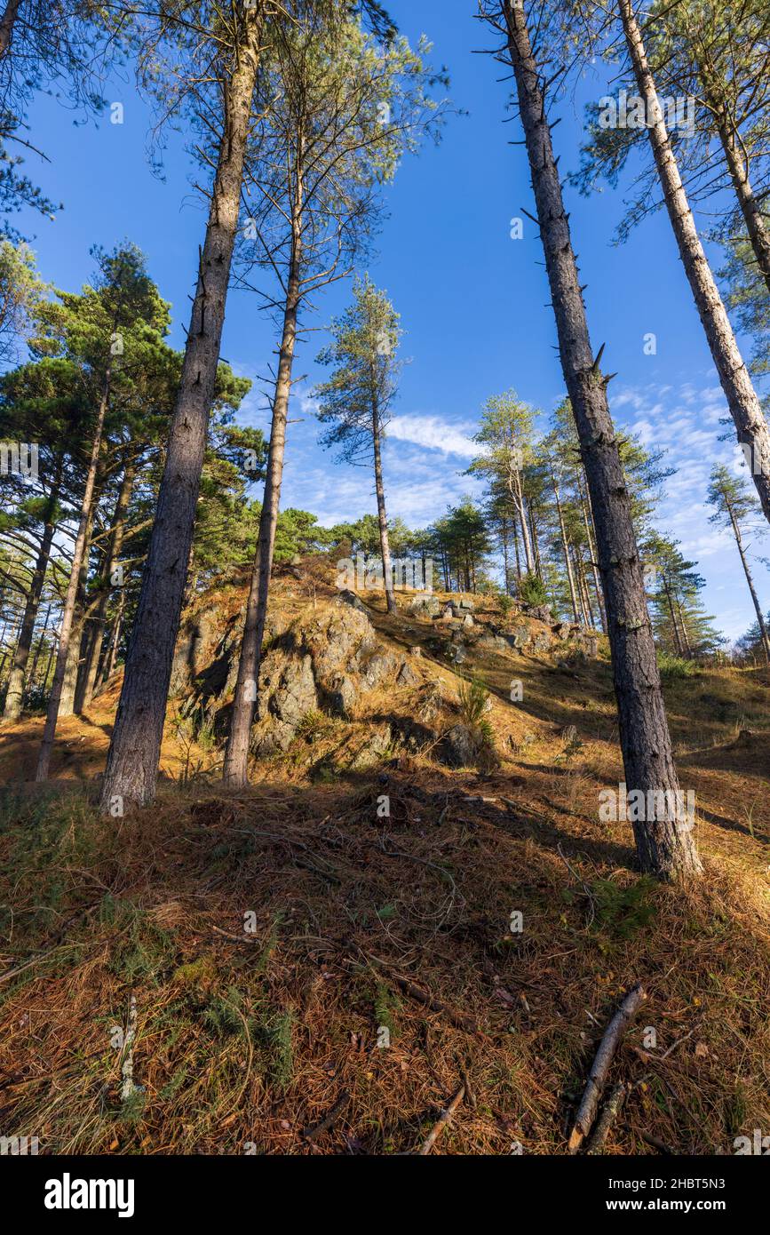Lavas di Pillow vulcanico tra gli alberi di Pino corso nella Foresta di Newborough, Isola di Anglesey, Galles del Nord Foto Stock
